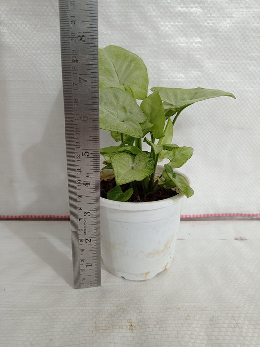 Indoor Syngonium Plant - Low Maintenance"