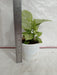Indoor Syngonium Plant - Low Maintenance"