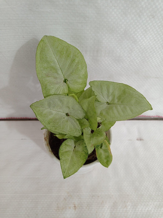 Syngonium White Plant - Best for Office Desk