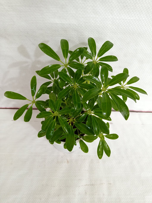 Schefflera Green Color Plant - ChhajedGarden.com