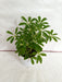 Schefflera Green Color Plant - ChhajedGarden.com