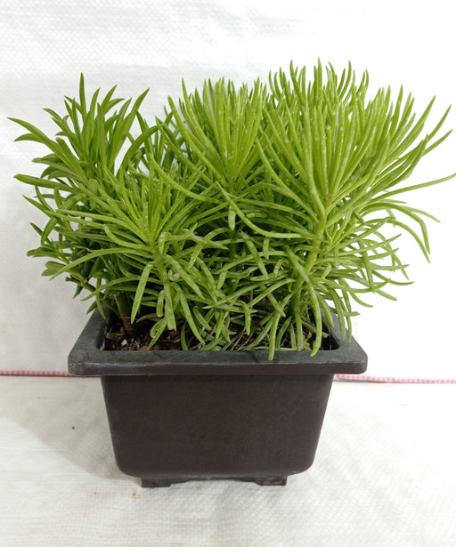 Senecio Barbertonicus Big Succulent Plant - CGASPL