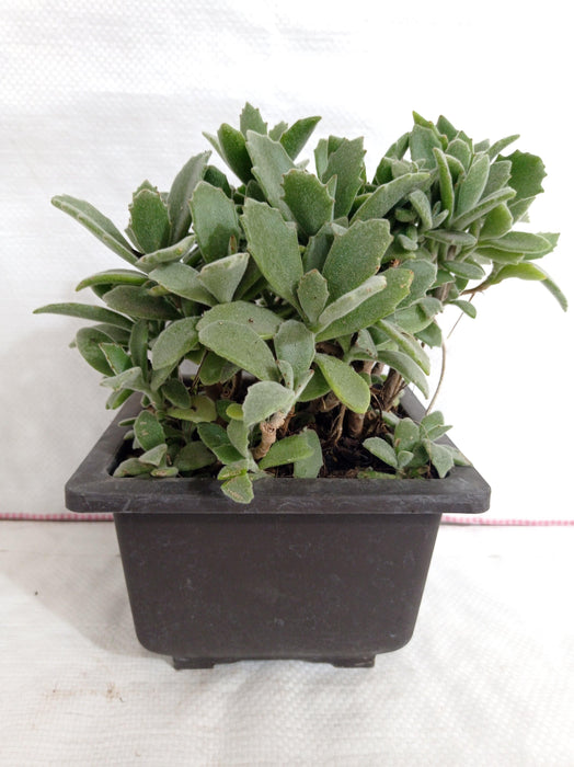 behartii succulent Buy Kalanchoe Behartii Big Succulent Plant Online in India – ChhajedGarden.com