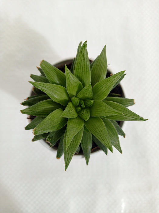Haworthia Retusa Succulent Plant - CGASPL