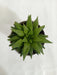 Haworthia Retusa Succulent Plant - CGASPL