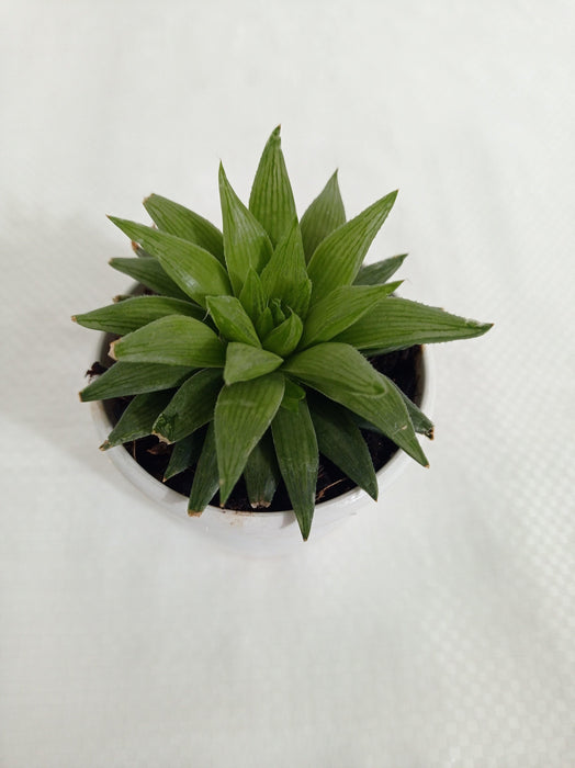 Haworthia Retusa Succulent Plant - CGASPL