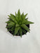 Haworthia Retusa Succulent Plant - CGASPL