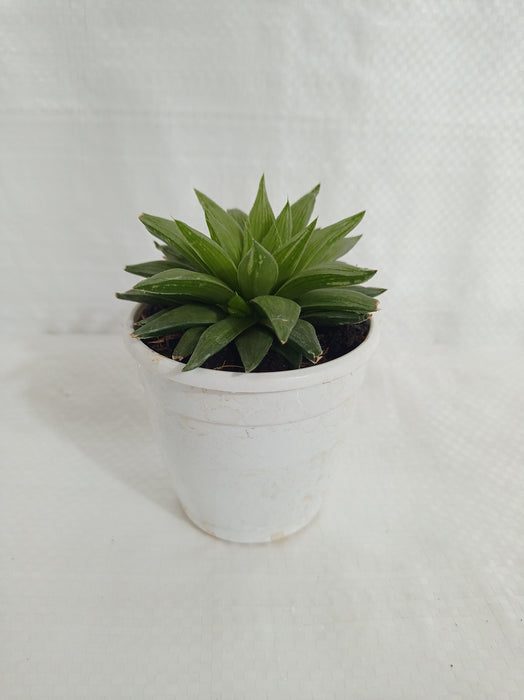 Haworthia Retusa Succulent Plant - CGASPL