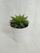 Haworthia Retusa Succulent Plant - CGASPL