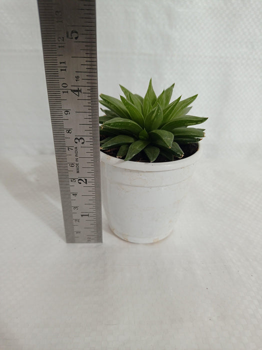 Haworthia Retusa Succulent Plant - CGASPL