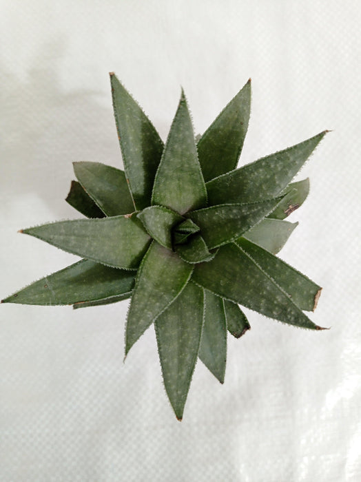 Gasteraloe Silver Swirls Succulent Plant - CGASPL