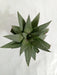 Gasteraloe Silver Swirls Succulent Plant - CGASPL