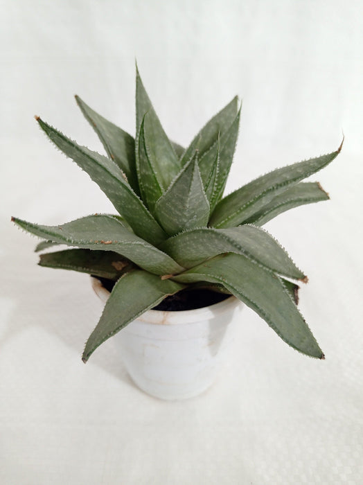 Gasteraloe Silver Swirls Succulent Plant - CGASPL
