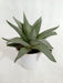 Gasteraloe Silver Swirls Succulent Plant - CGASPL