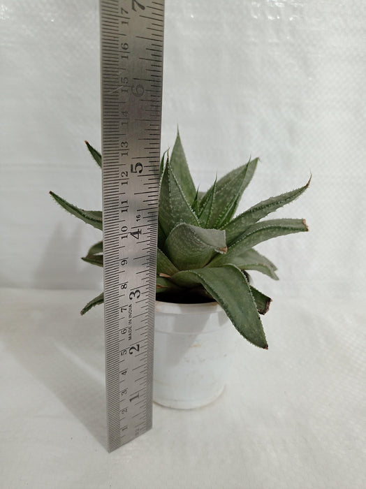 Gasteraloe Silver Swirls Succulent Plant - CGASPL