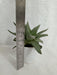 Gasteraloe Silver Swirls Succulent Plant - CGASPL