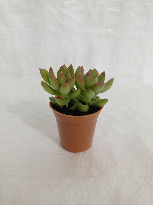 Sedum Adolphii (Sedum Golden Glow) Small Succulent Plant - CGASPL