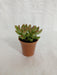 Sedum Adolphii (Sedum Golden Glow) Small Succulent Plant - CGASPL