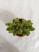 Sedum Adolphii (Sedum Golden Glow) Small Succulent Plant - CGASPL