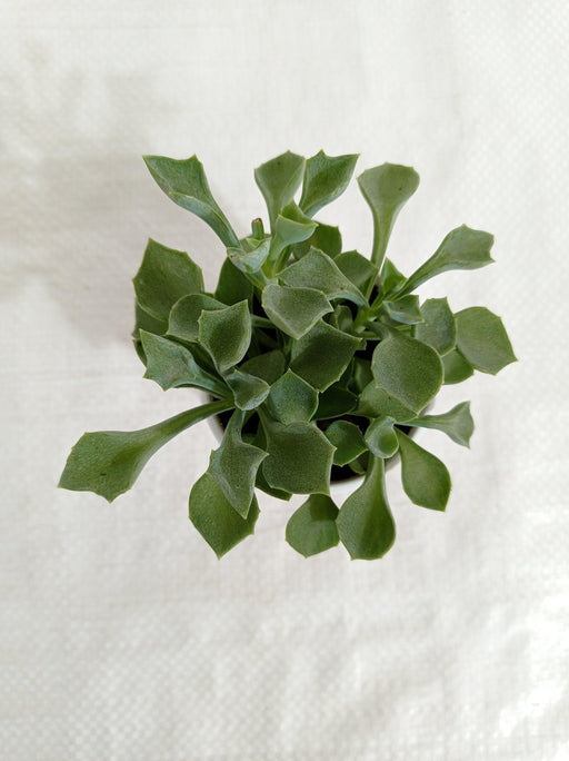 Senecio Kleiniiformis Succulent Plant - CGASPL