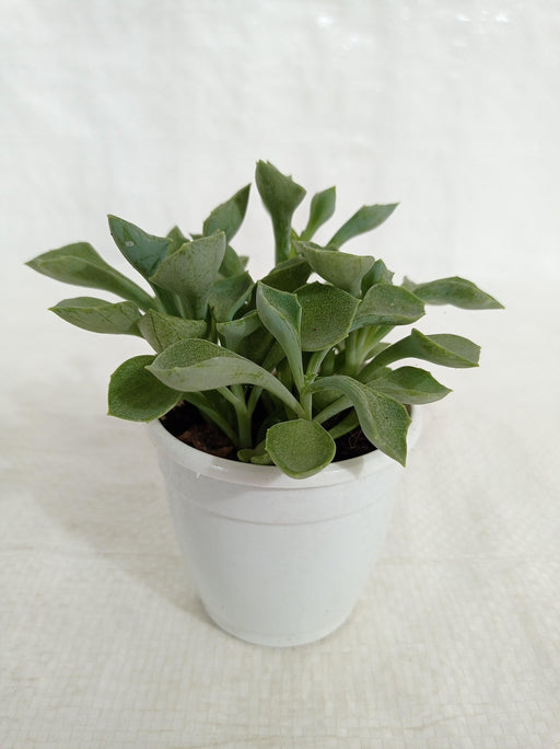 Senecio Kleiniiformis Succulent Plant - CGASPL