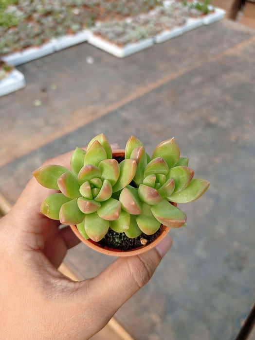 Sedum Adolphii (Sedum Golden Glow) Small Succulent Plant - CGASPL