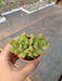 Sedum Adolphii (Sedum Golden Glow) Small Succulent Plant - CGASPL