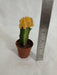 Yellow Sunburst Cactus Petite Indoor Plant