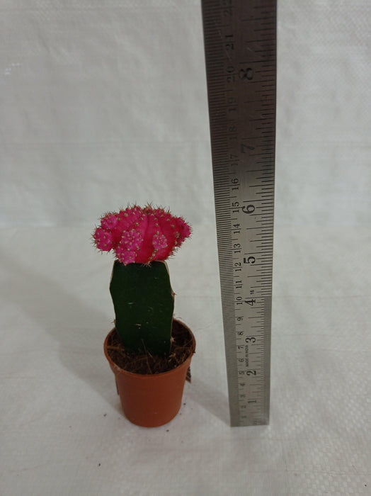Petite Pink Moon Cactus Charming Indoor Succulent