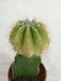 Grafted Yellowish Green Cactus (Small) - CGASPL