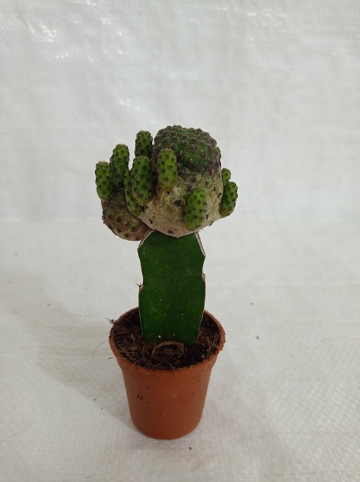Grafted Blackish Green Cactus (Small) - CGASPL