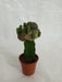 Grafted Blackish Green Cactus (Small) - CGASPL