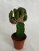 Grafted Blackish Green Cactus (Small) - CGASPL
