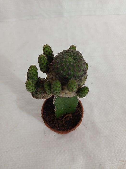 Grafted Blackish Green Cactus (Small) - CGASPL