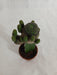 Grafted Blackish Green Cactus (Small) - CGASPL