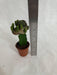 Grafted Blackish Green Cactus (Small) - CGASPL