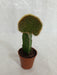 Grafted Greenish Cactus (Small) - CGASPL
