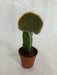 Grafted Greenish Cactus (Small) - CGASPL