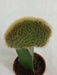 Grafted Greenish Cactus (Small) - CGASPL
