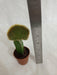 Grafted Greenish Cactus (Small) - CGASPL