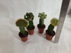 Moon Cactus (Small, 4 Cactus) Any Color - CGASPL