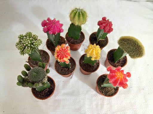 Moon Cactus (Small, 10 Cactus) Any Color - CGASPL