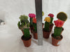 Moon Cactus (Small, 10 Cactus) Any Color - CGASPL
