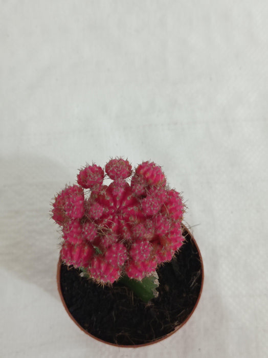 Gymnocalycium Mihanovichii Var.Friedrichii Pink Moon Cactus (Big) - ChhajedGarden.com