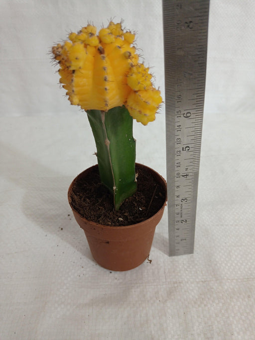 Yellow Moon Cactus (Big) - ChhajedGarden.com
