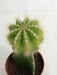 Grafted Yellowish Green Cactus Plant (Big) - CGASPL