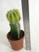 Grafted Yellowish Green Cactus Plant (Big) - CGASPL