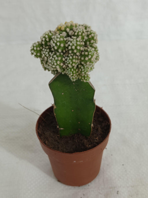 Grafted Green-White Cactus (Big) - CGASPL