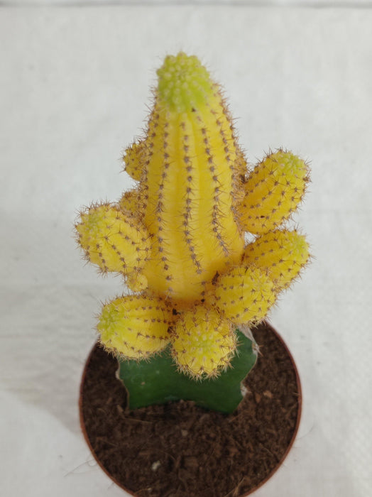 Echinopsis Chamaecereus Lutea Yellow Grafted Cactus (Big) - ChhajedGarden.com