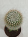 Grafted Green Cactus Plant (Big) - ChhajedGarden.com